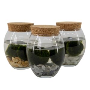 Marimo x ümmargune klaas H13 cm läbimõõt 12 cm
