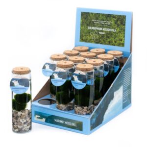 Marimo x 2 silindriline klaas H20 cm läbimõõt 6cm