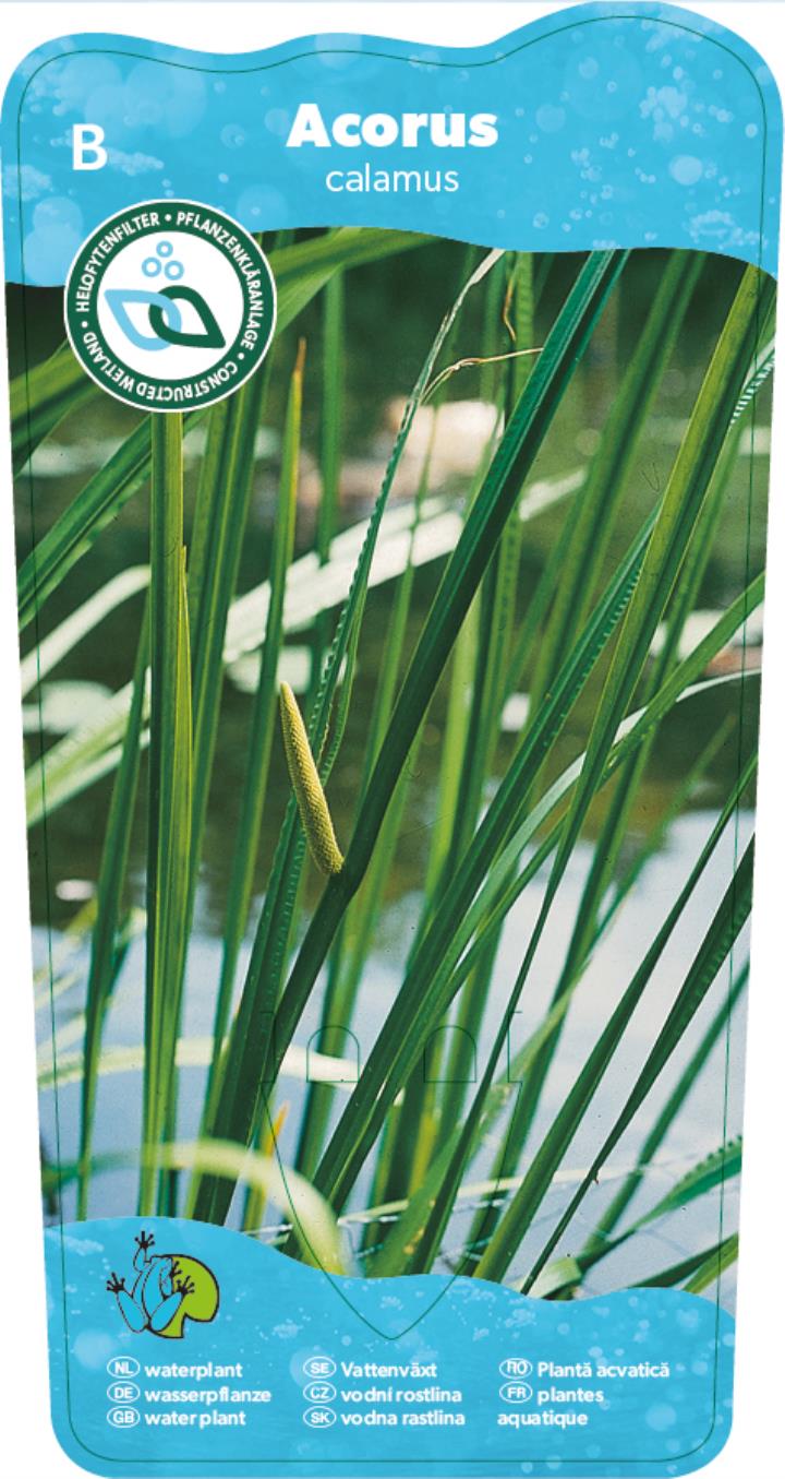 Acorus calamus 2 Acorus calamus - Pilt 2