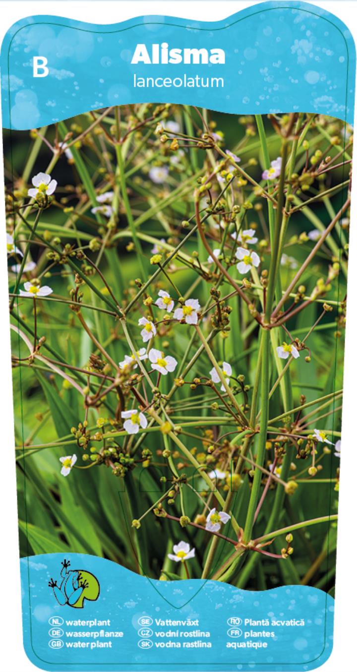 Alisma lanceolatum 2 Alisma lanceolatum - Pilt 2