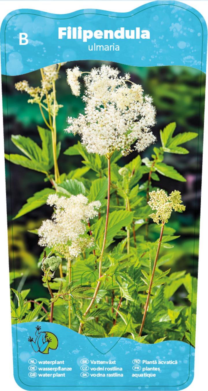 Filipendula ulmaria 2 Filipendula ulmaria - Pilt 2