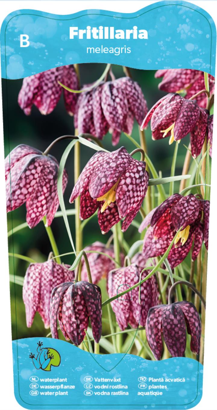 Fritillaria meleagris 2 Fritillaria meleagris - Pilt 2