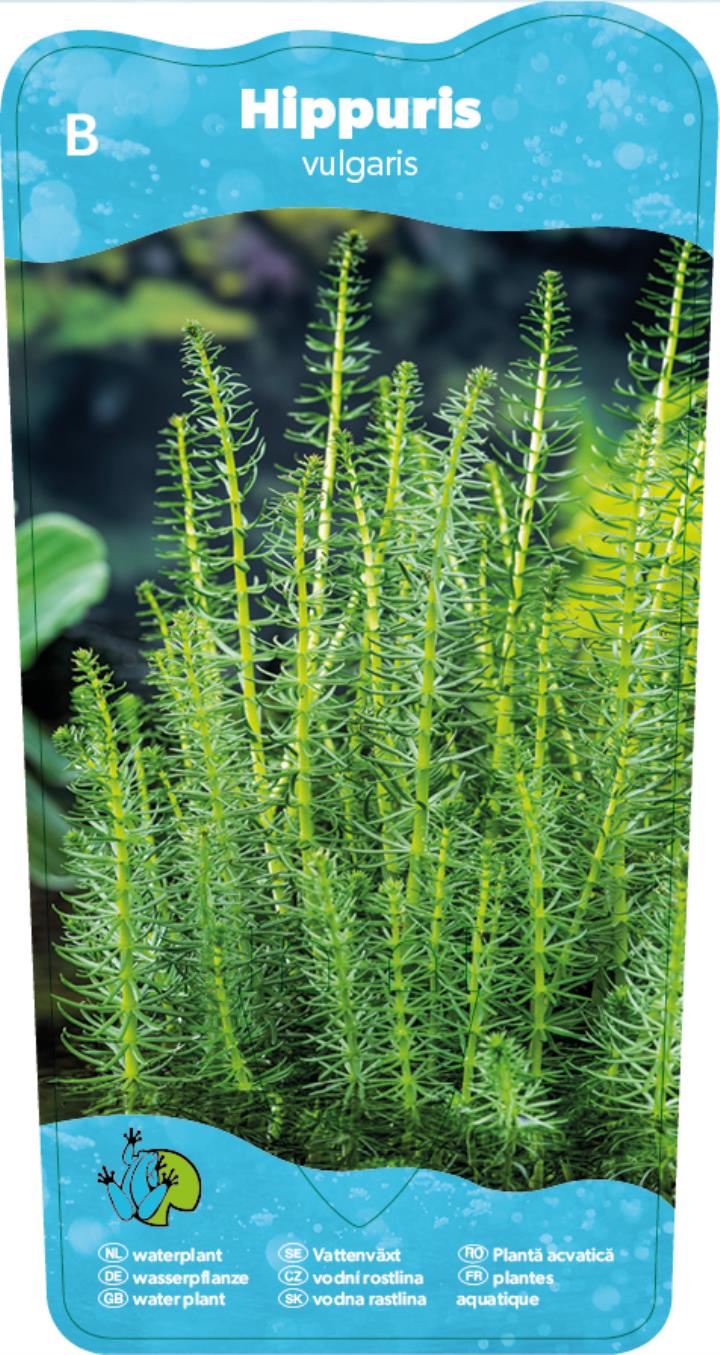 Hippuris vulgaris p9 2 Hippuris vulgaris p9 - Pilt 2