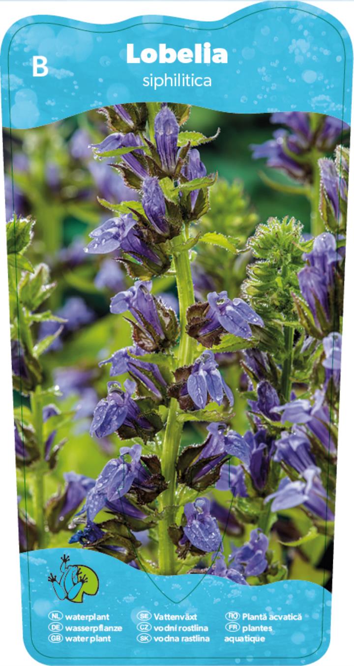 Lobelia siphilitica 2 Lobelia siphilitica - Pilt 2