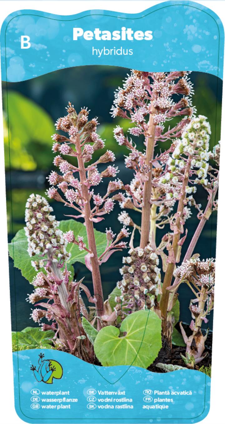 Petasites hybridus 2 Petasites hybridus - Pilt 2