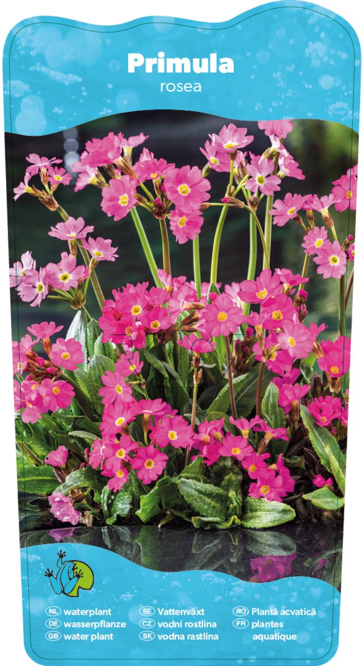 Primula rosea 2 Primula rosea - Pilt 2