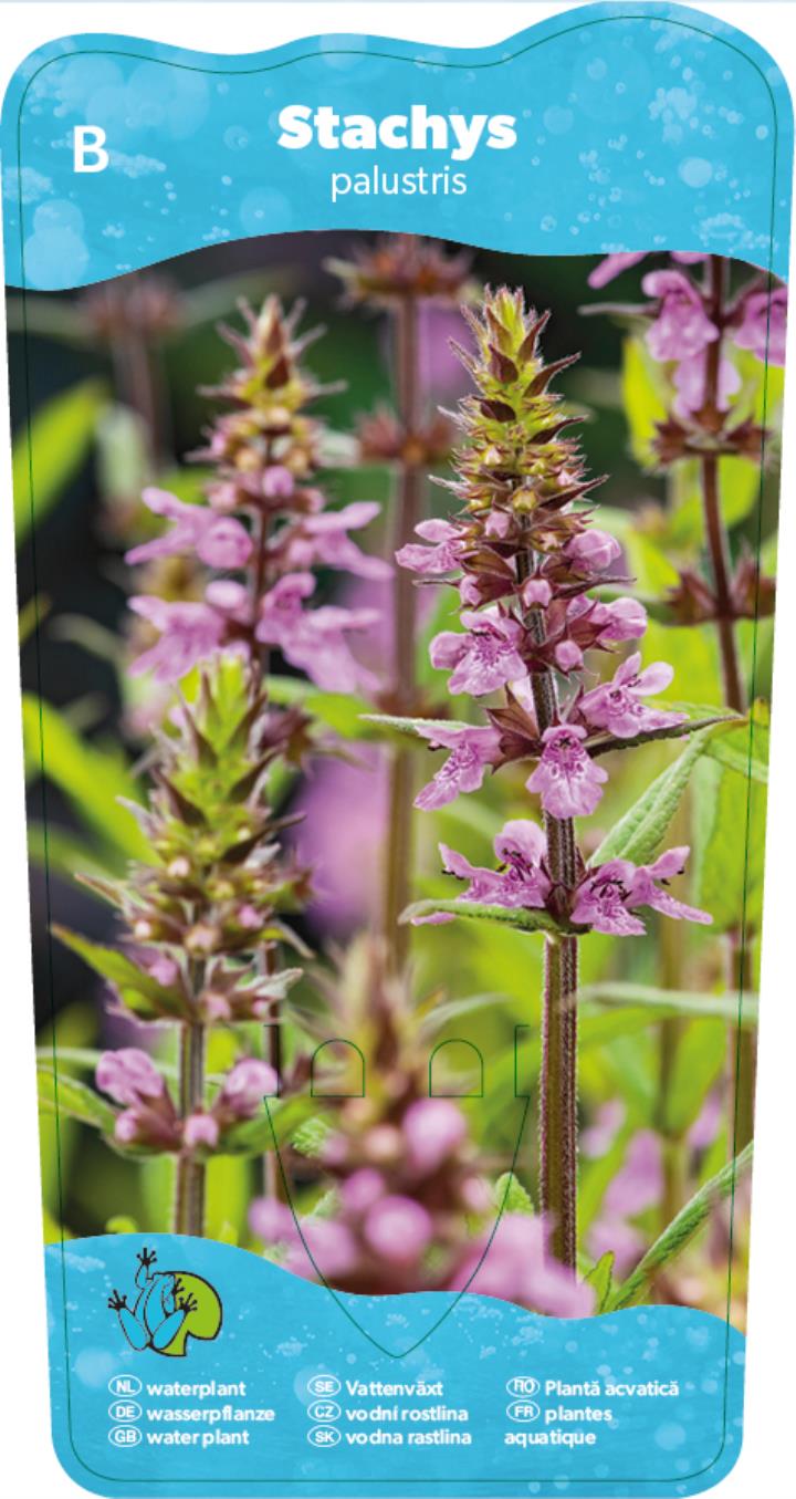 Stachys palustris 2 Stachys palustris - Pilt 2