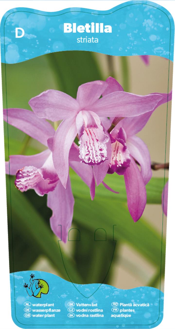 Bletilla striata 2 Bletilla striata - Pilt 2