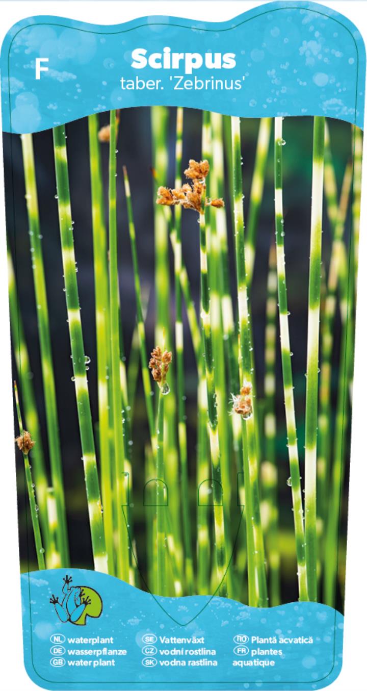 Schoenoplectus tabern. Zebrinus 2 Schoenoplectus tabern. Zebrinus - Pilt 2