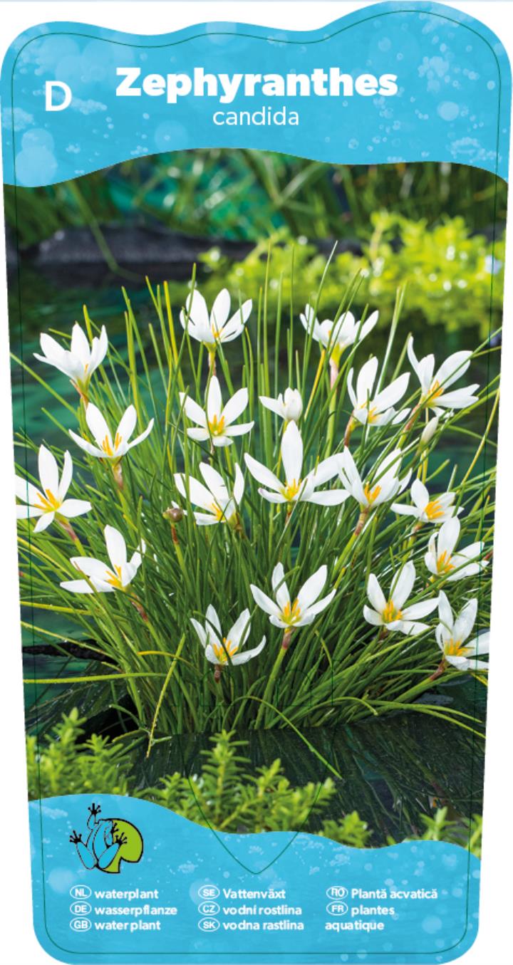 Zephyranthes candida 2 Zephyranthes candida - Pilt 2