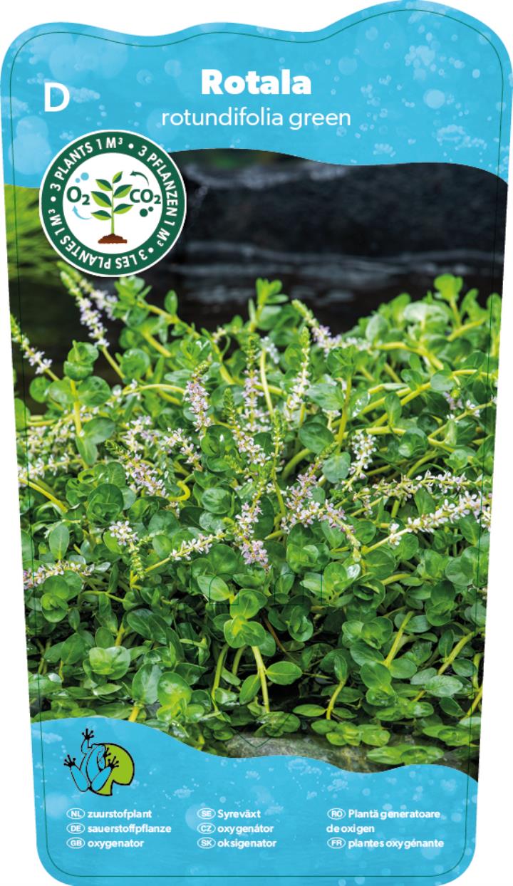 Rotala rotundifolia Green 2 Rotala rotundifolia Green - Pilt 2