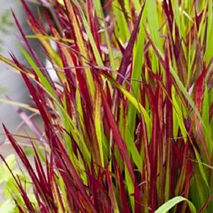 Imperata cylindrica Red Baron