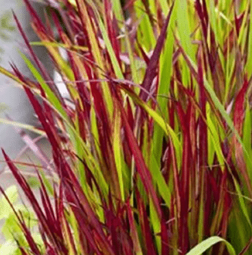 Imperata punane parun