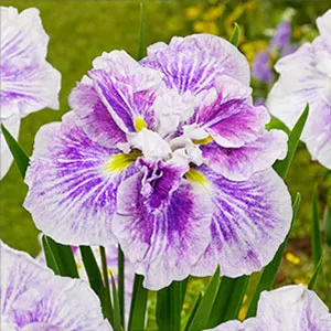 Iris ensata Dinner Plate Cheese Cake