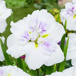 Iris ensata Dinner Plate Cupcake