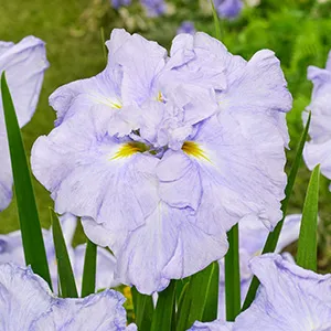 Iris ensata Dinner Plate Ice Cream