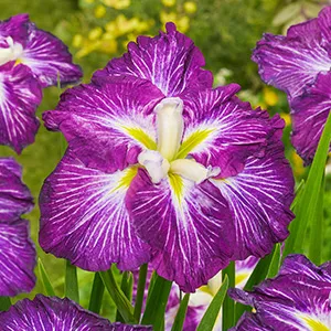 Iris ensata Dinner Plate Jell-O
