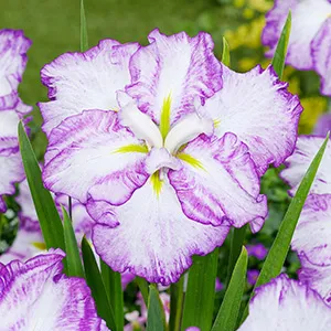 Iris ensata Dinner Plate Tiramisu
