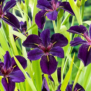 Iris (L) Black Gamecock