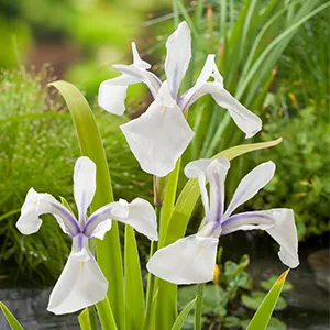 Iris laevigata Snowdrift