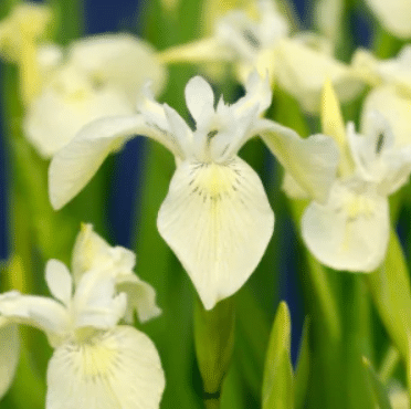 Iris pseudacorus Alba