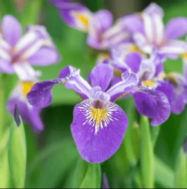 Iris pseudacorus Blue