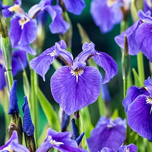 Iris setosa