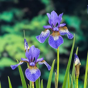 Iris sibirica