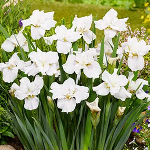 Iris sibirica Not quite White