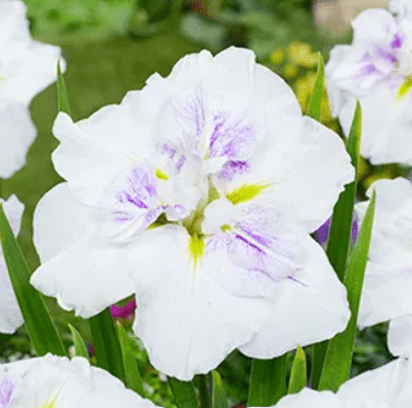 Jaapani Iris Helevalge