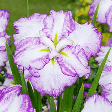 Jaapani Iris Tiramisu