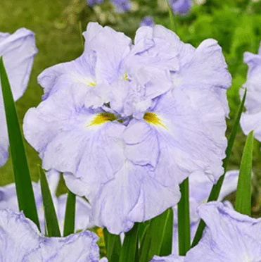 Jaapani Iris jäätis