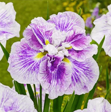 Jaapani Iris