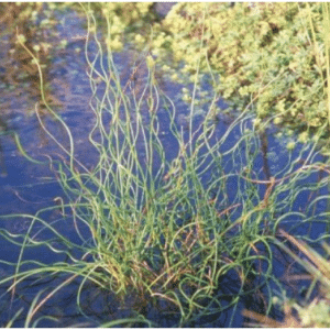 Juncus effusus Spiralis