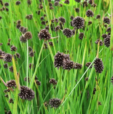 Juncus ensifolius