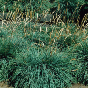 Koeleria glauca
