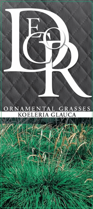 Koeleria glauca 3 Koeleria glauca - Pilt 3