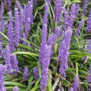 Liriope muscari Big Blue
