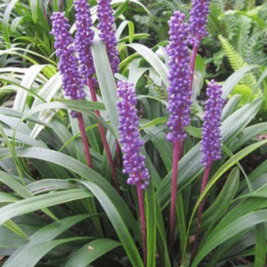 Liriope muscari Moneymaker
