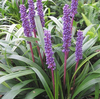Liriope muscari Moneymaker 1 Liriope muscari Moneymaker