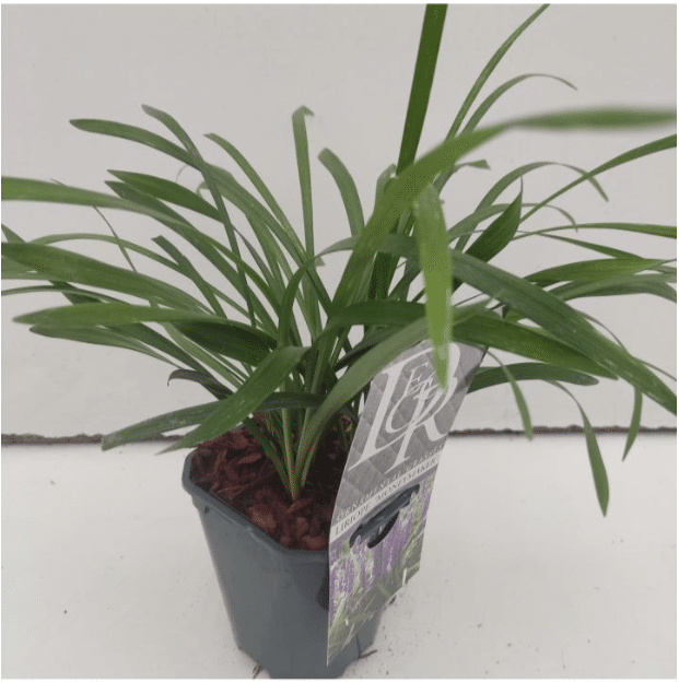 Liriope muscari Moneymaker 2 Liriope muscari Moneymaker V1