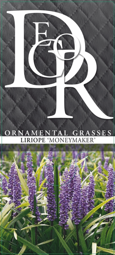 Liriope muscari Moneymaker 3 Liriope muscari Moneymaker - Pilt 3