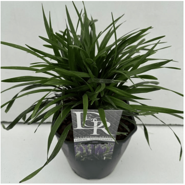 Liriope muscari Moneymaker 4 Liriope muscari Moneymaker V5