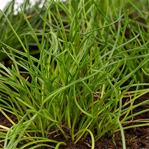 Littorella uniflora