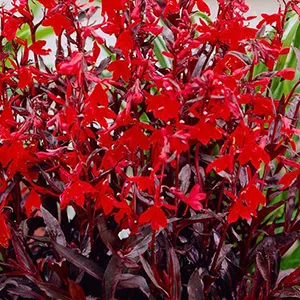 Lobelia fulgens Queen Victoria