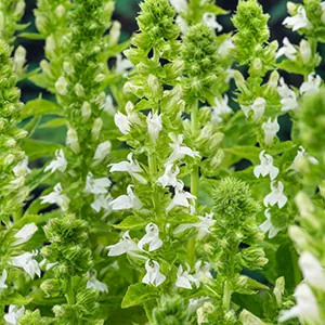 Lobelia siphilitica Alba
