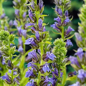 Lobelia siphilitica