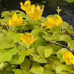 Lysimachia nummularia Aurea 2 Lysimachia nummularia Aurea - Pilt 2