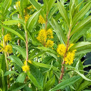 Lysimachia thyrsiflora