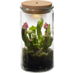 Mini Terraariumitaim klaasis Sarracenia Weck